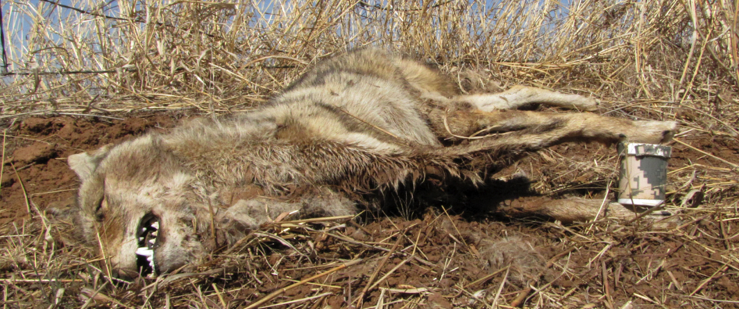 coyote geocacher1.jpg