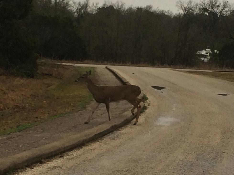 homestead deer1.jpg