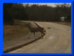 Homestead deer1.JPG