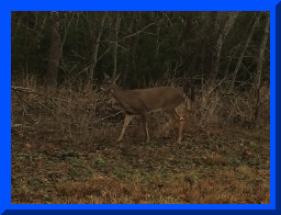 Homestead Deer2.JPG