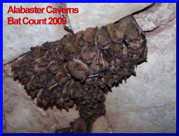 alabast bat ct01.jpg