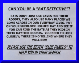 batdetect01.jpg