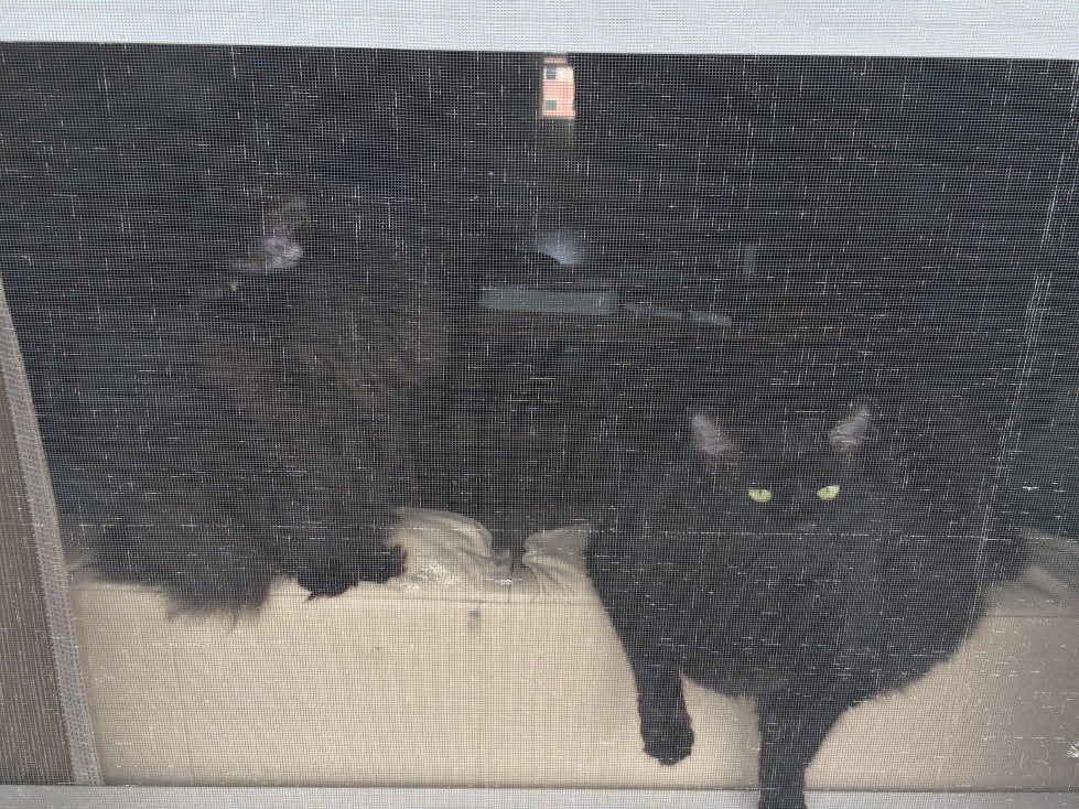 cats in window (1).jpg