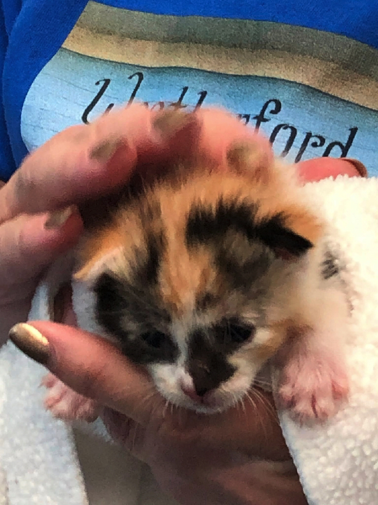 kitshower2025 (2).jpg