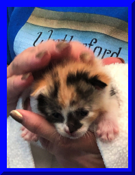 kitshower2025 (2).jpg