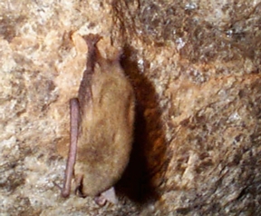 1 myotis veliper