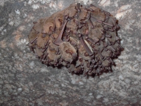 A cluster of Myotis